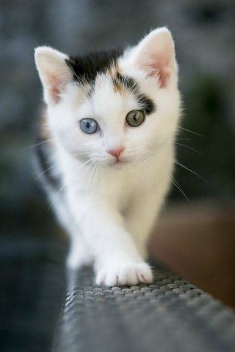 手机壁纸 动物 萌猫 可爱的喵星人高清手机壁纸